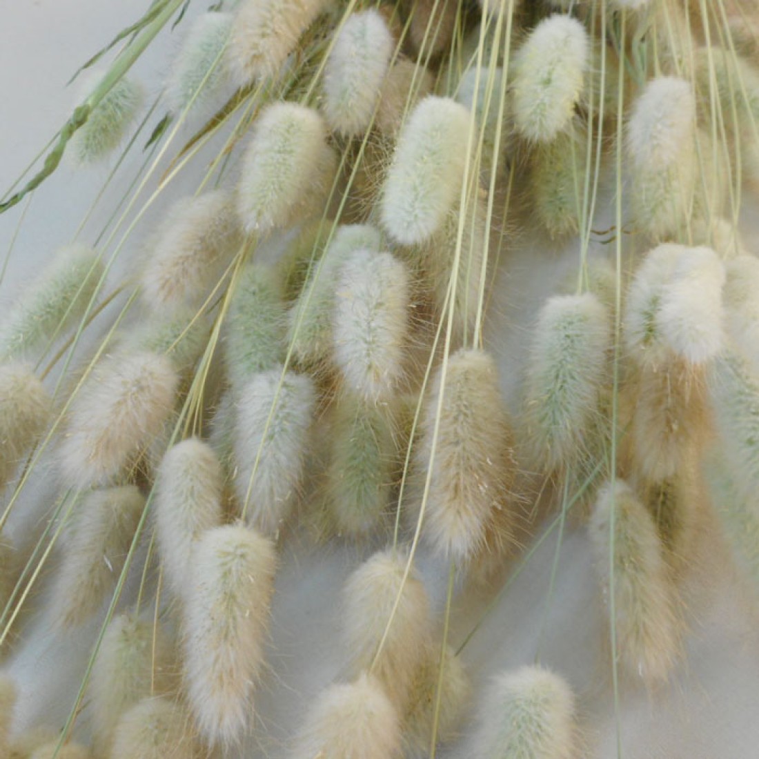 Dried Bunny Tails Dried and Preserved Flowers and Foliage